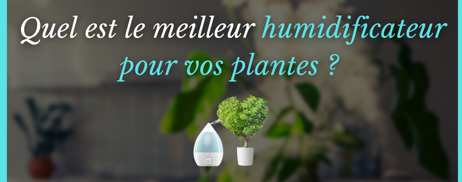 Comment choisir un humidificateur pour vos plantes ?