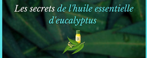 Les secrets de l'huile essentielle d'eucalyptus